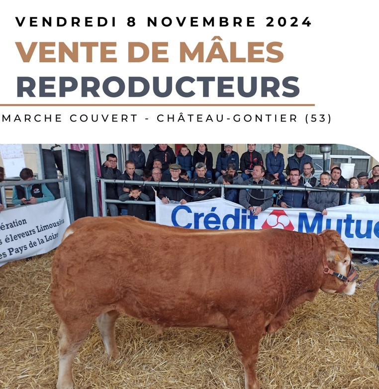 Bovineo : Vente de mâles reproducteurs limousins